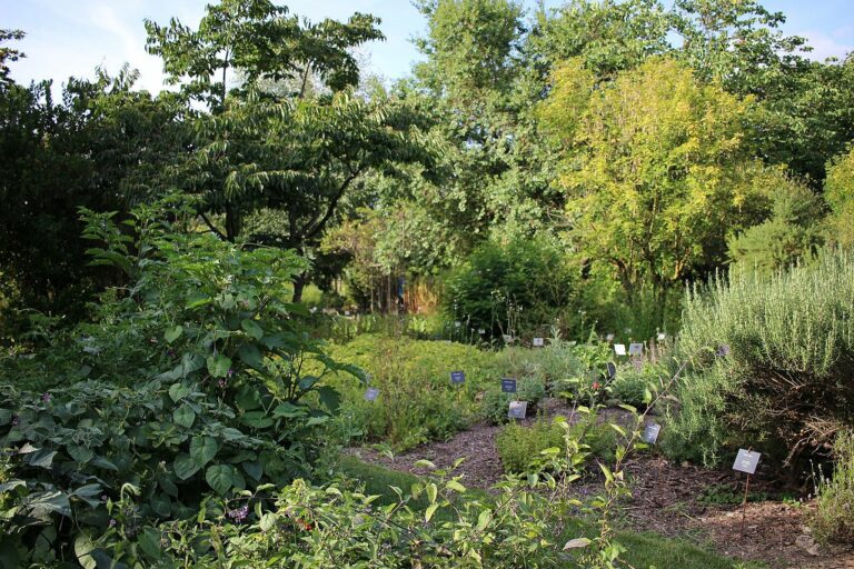 cost of food forest