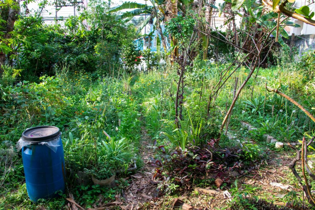 food forest land