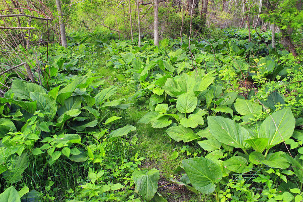 food forest