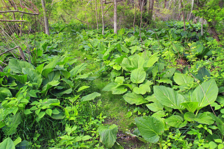 food forest