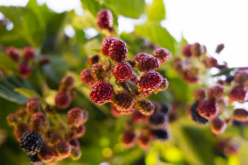 Red Mulberry/ Morus rubra