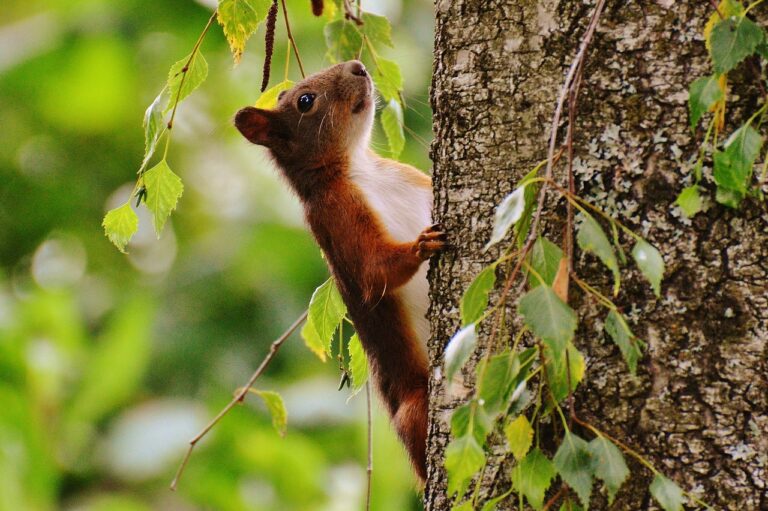 trees that attract squirrels