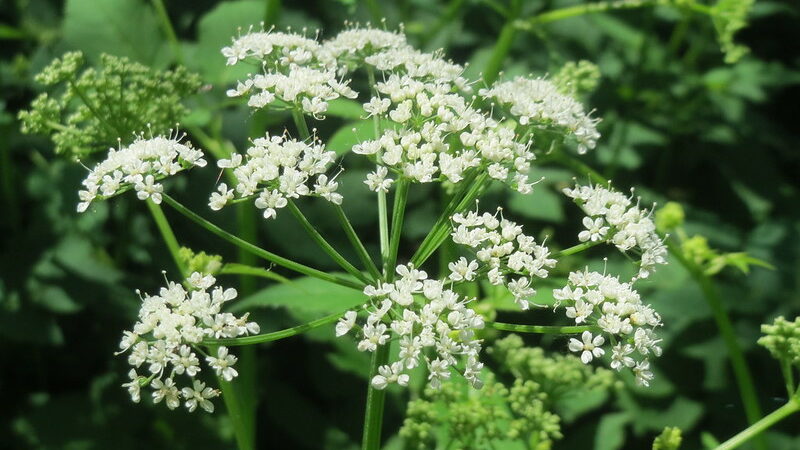 Ground Elder/ Aegopodium podagraria