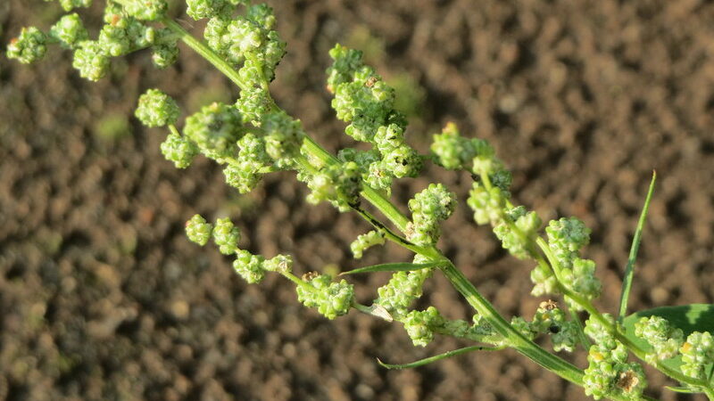Lamb’s Quarters/ Chenopodium album