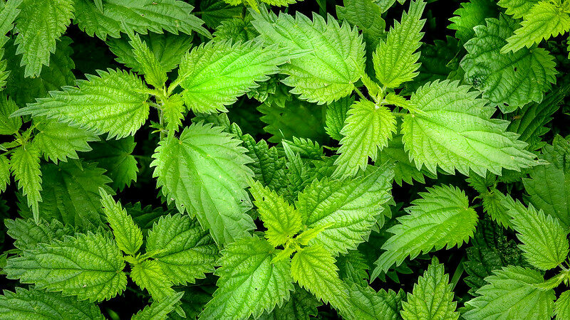 stinging nettle weed