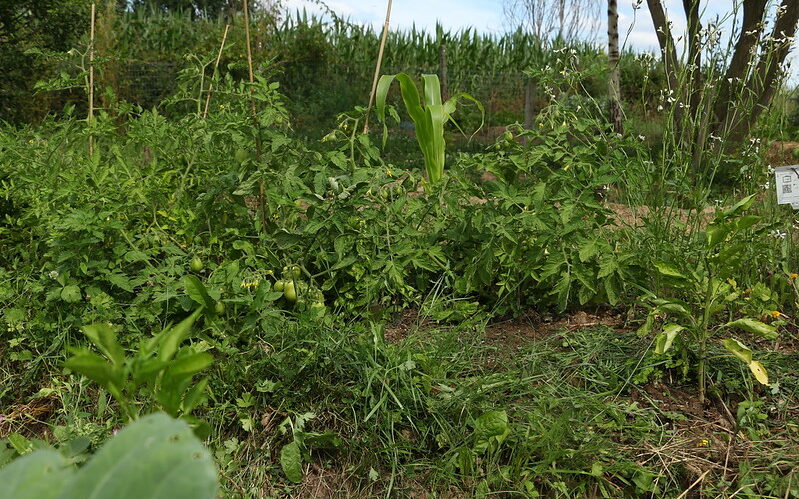 Permaculture garden