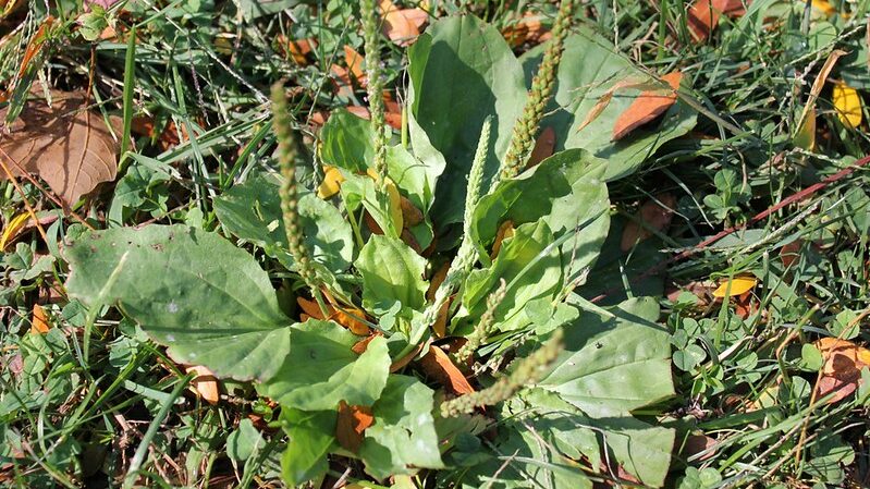 Common Plantain/ Plantago major