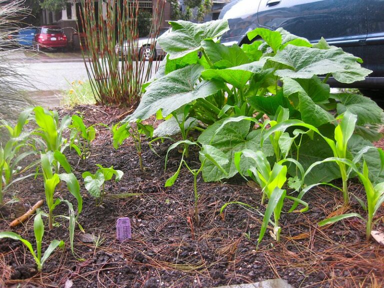 what to plant together in permaculture