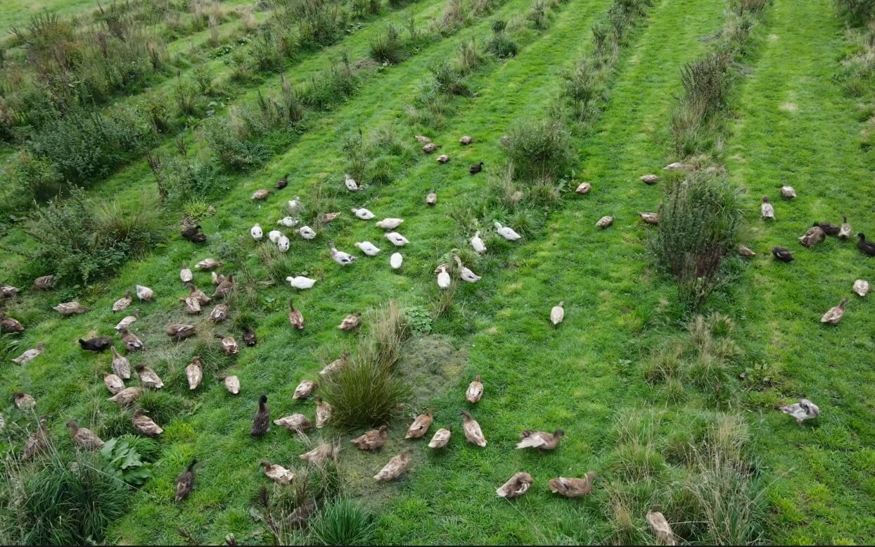 parc carreg permaculture farm