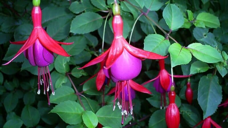 Fuchsia (Fuchsia magellanica)