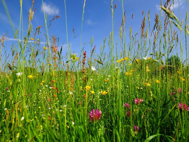 wildflowers growing