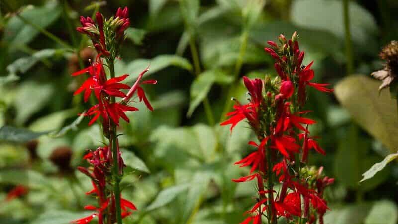Cardinal flower (Lobelia cardinalis spp.)