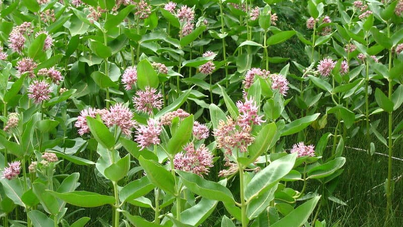 Milkweed (Asclepias spp.)