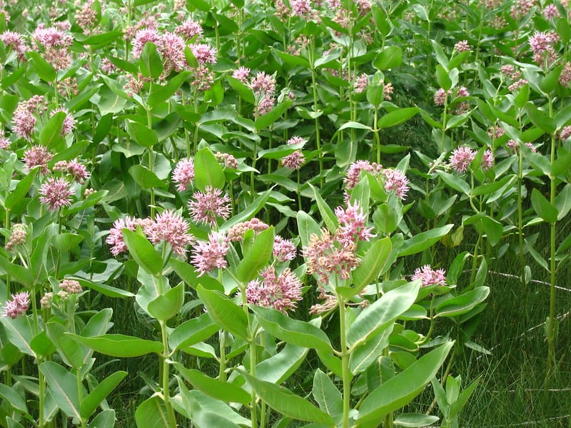 Milkweed (Asclepias spp.)