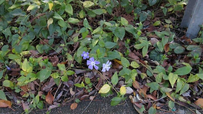 Trailing Periwinkle (Vinca minor)