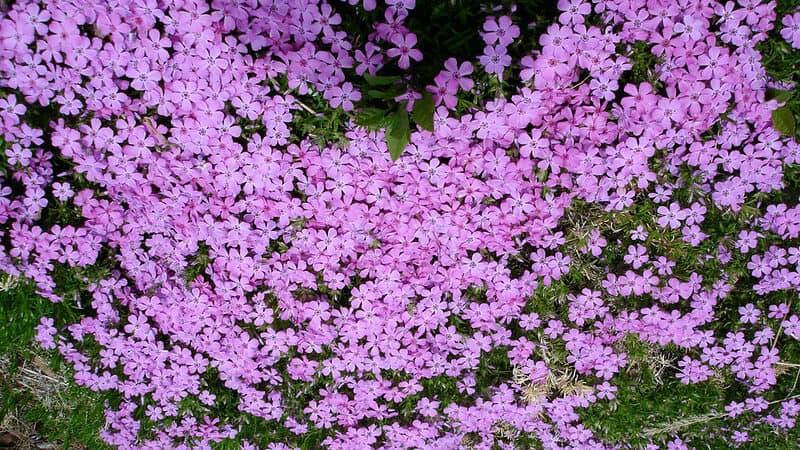 creeping phlox