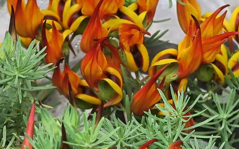 Parrot’s Beak (Lotus berthelotii)
