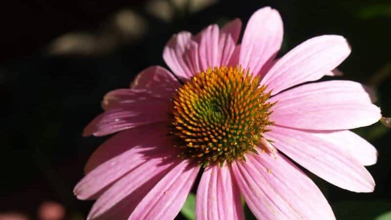 Coneflower (Echinacea spp.)