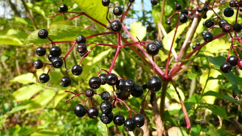 Elderberry (Sambucus Canadensis)