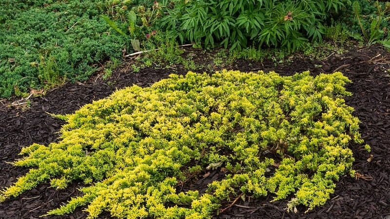 creeping juniper