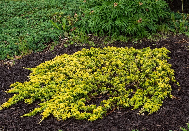 creeping juniper