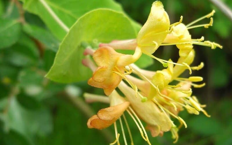 Trumpet Honeysuckle (Lonicera sempervirens)