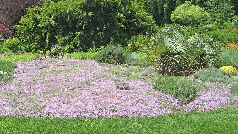 Creeping Thyme (Thymus serpyllum)