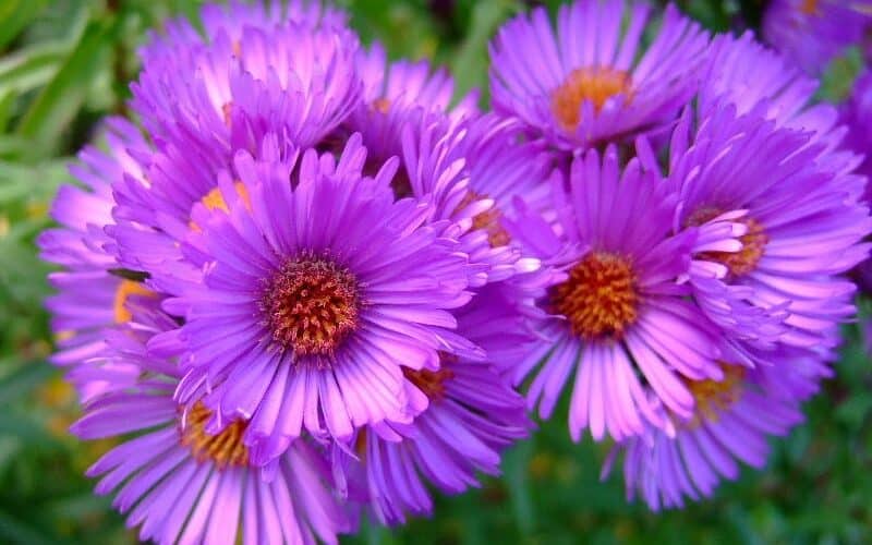 Aster (Symphotrichum spp.)