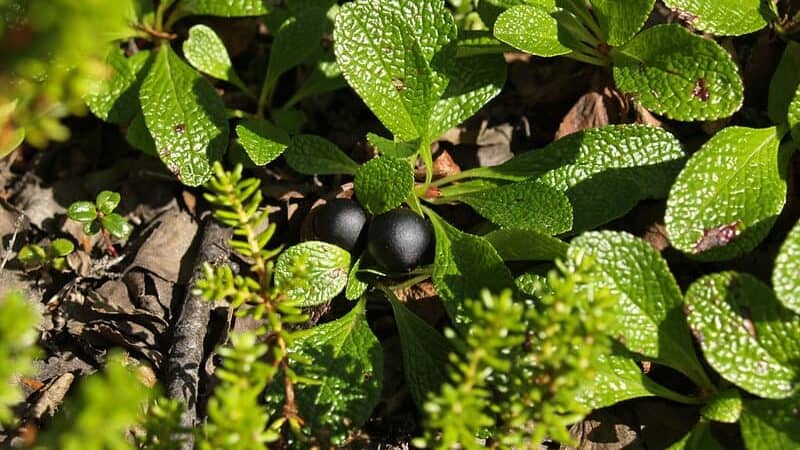 Bearberry