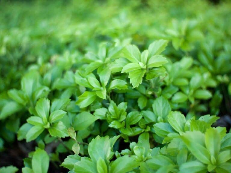 Japanese Spurge (Pachysandra terminalis)