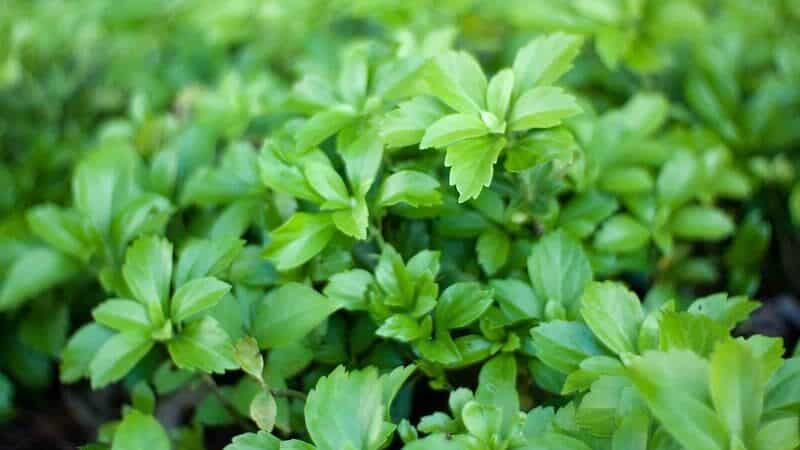 Japanese Spurge (Pachysandra terminalis)