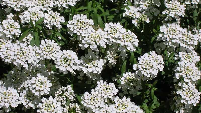  Candytuft (Iberis sempervirens)