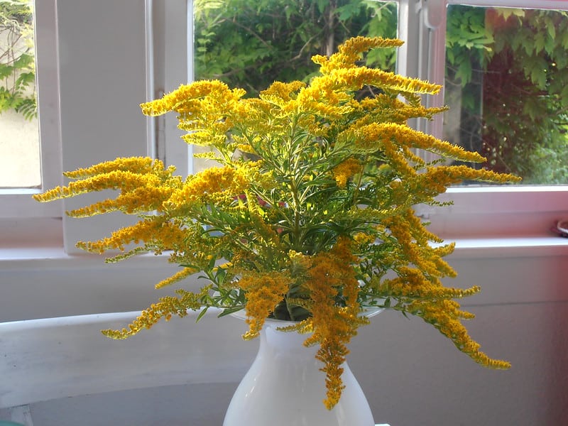 Goldenrod (Solidago spp.)