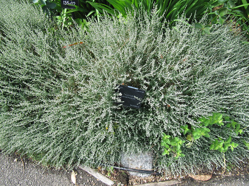 Wall Germander (Teucrium chamaedrys)