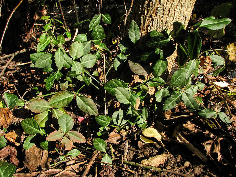 Winter Creeper (Euonymus fortunei)
