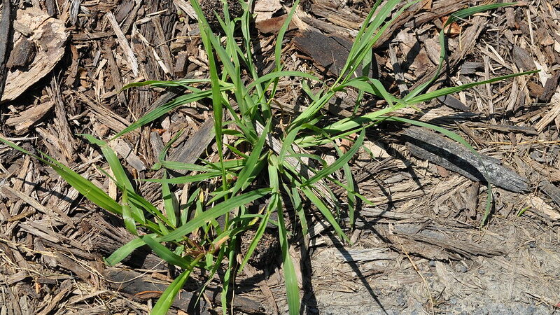 Crabgrass (Digitaria spp.)