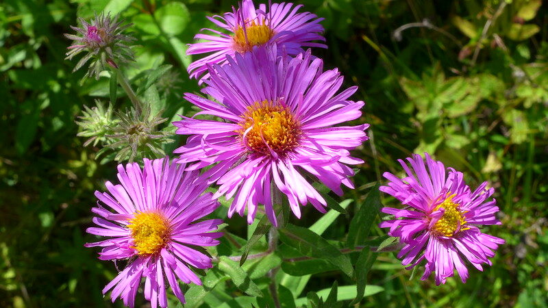 New England Aster (Symphyotrichum novae-angliae)