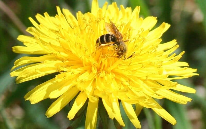 bee on dandelion