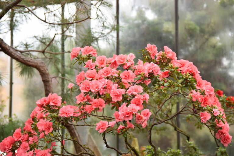 Azaleas