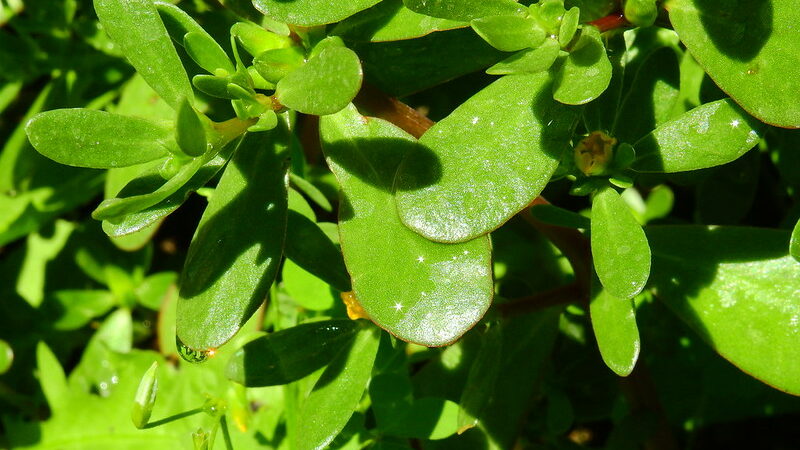 Purslane (Portulaca olearacea)