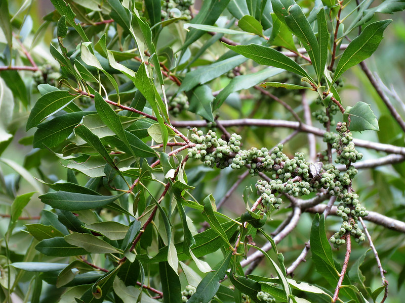 Wax Myrtle (Morella cerifera)
