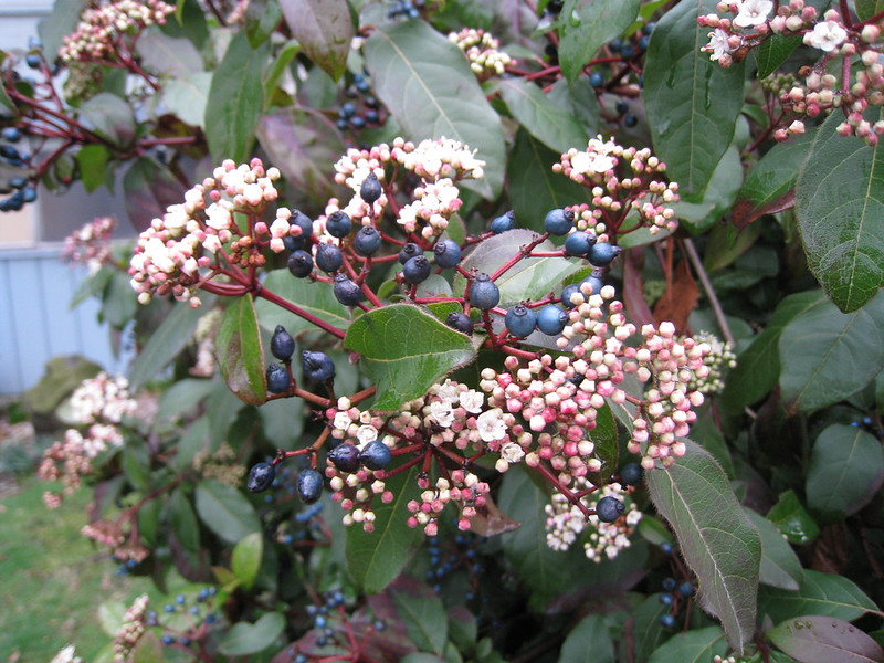 Viburnum tinus