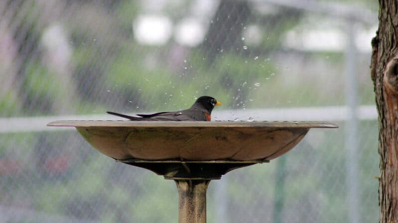 bird bathing in water point in garden