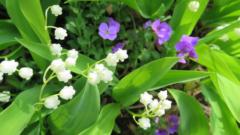Lily of the Valley (Convallaria majalis)