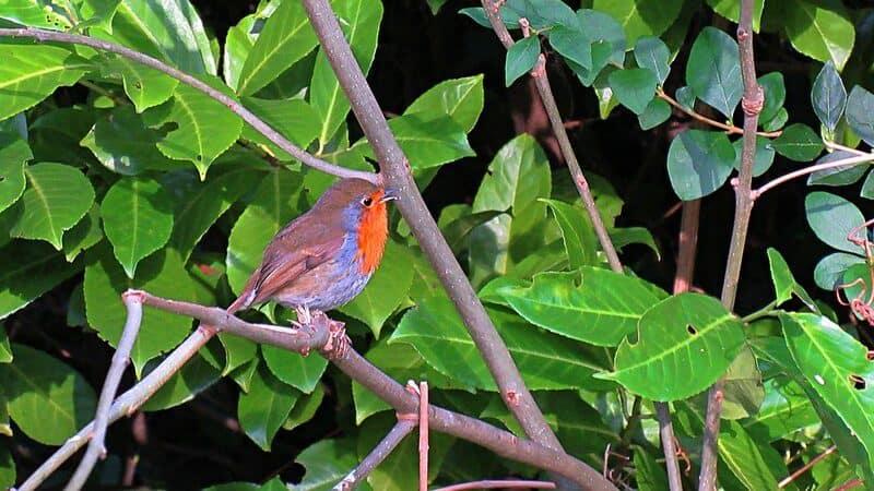 bird perched on tree