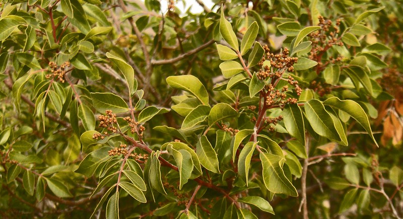 Evergreen Sumac (Rhus virens)