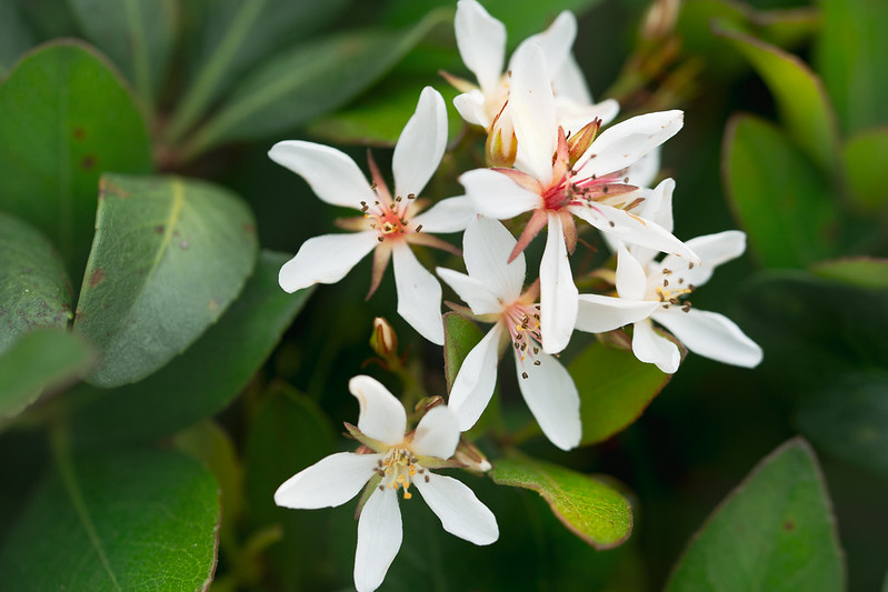 Indian Hawthorn (Rhaphiolepis)