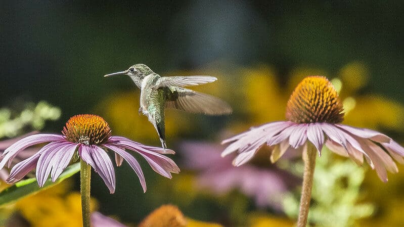 humming bird feeding on wild flowers