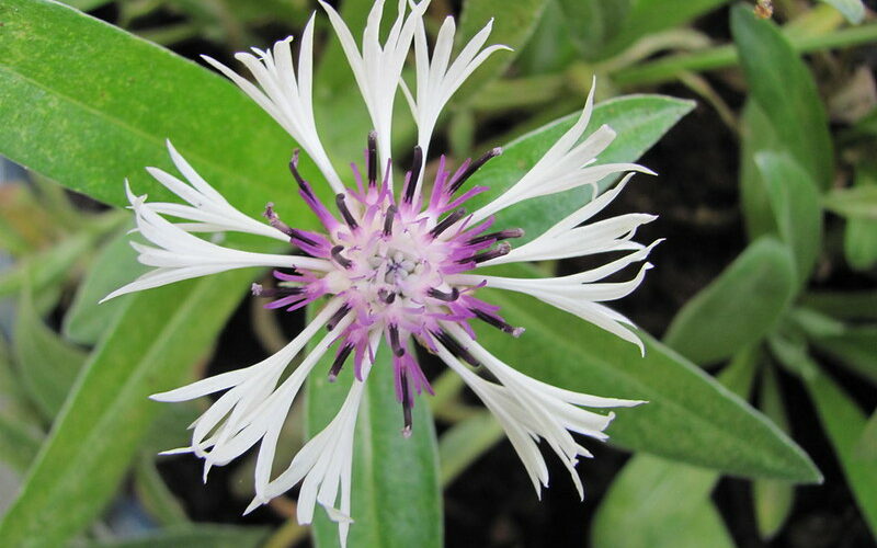 Amethyst in Snow (Centaurea montana)
