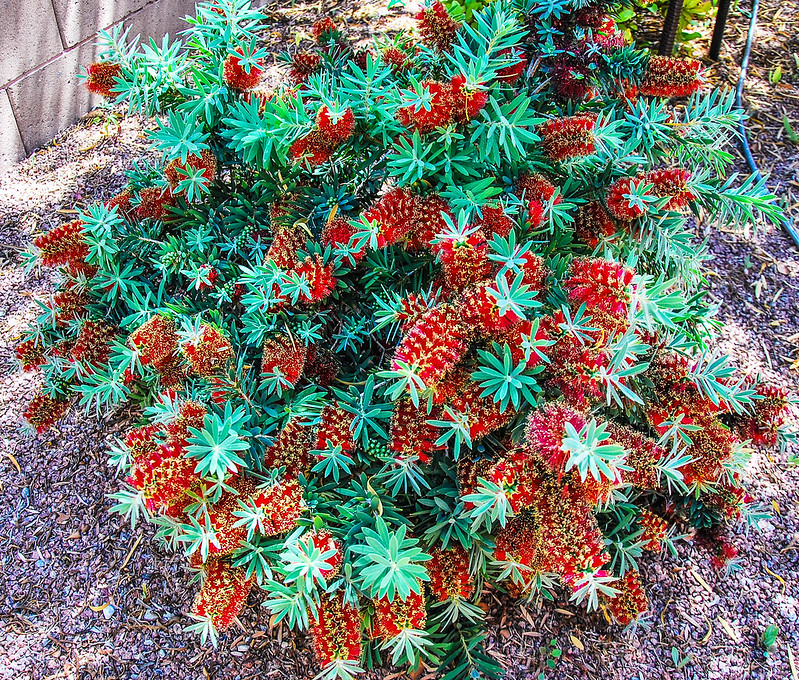 Dwarf Bottlebrush